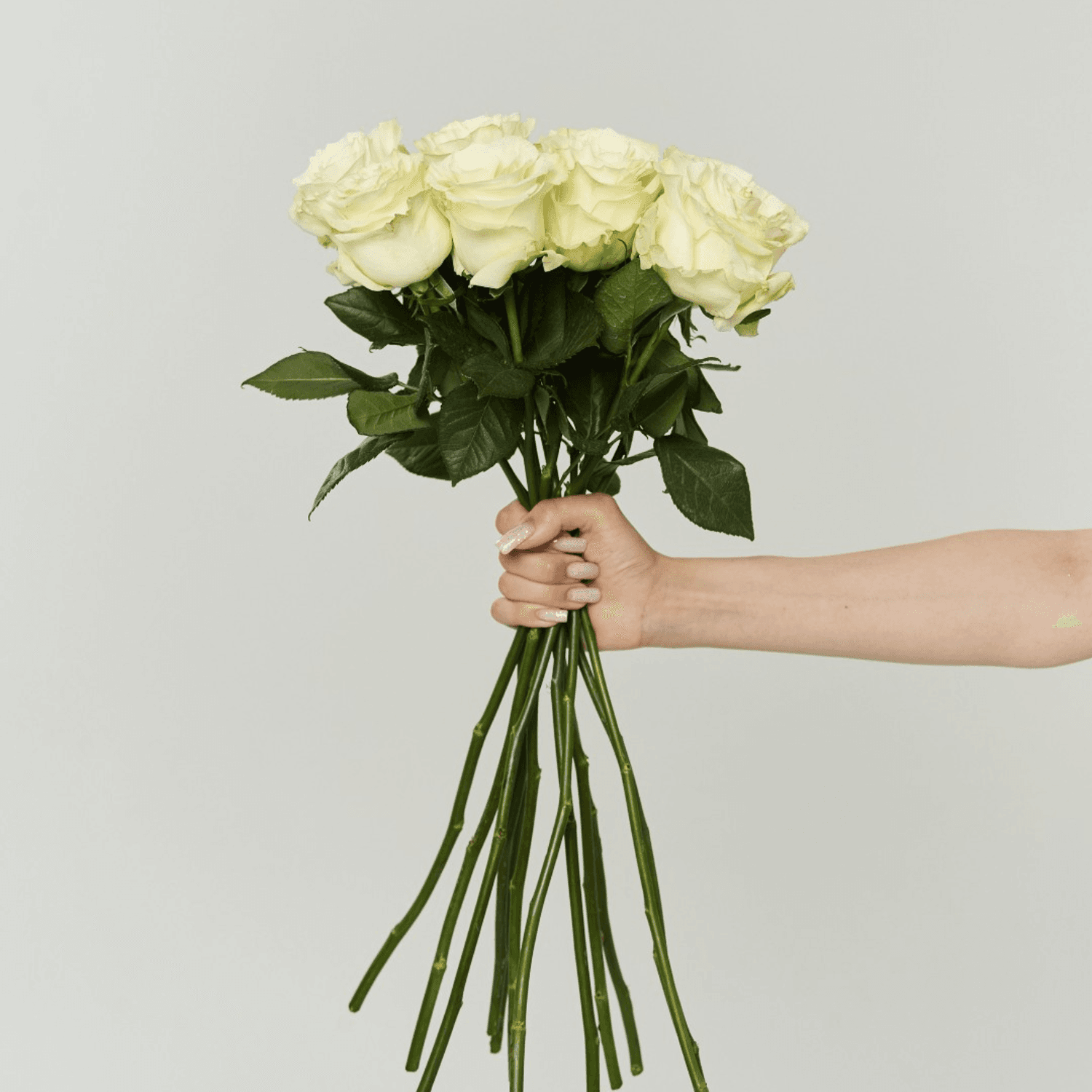 12 White Roses – Flower Delivery