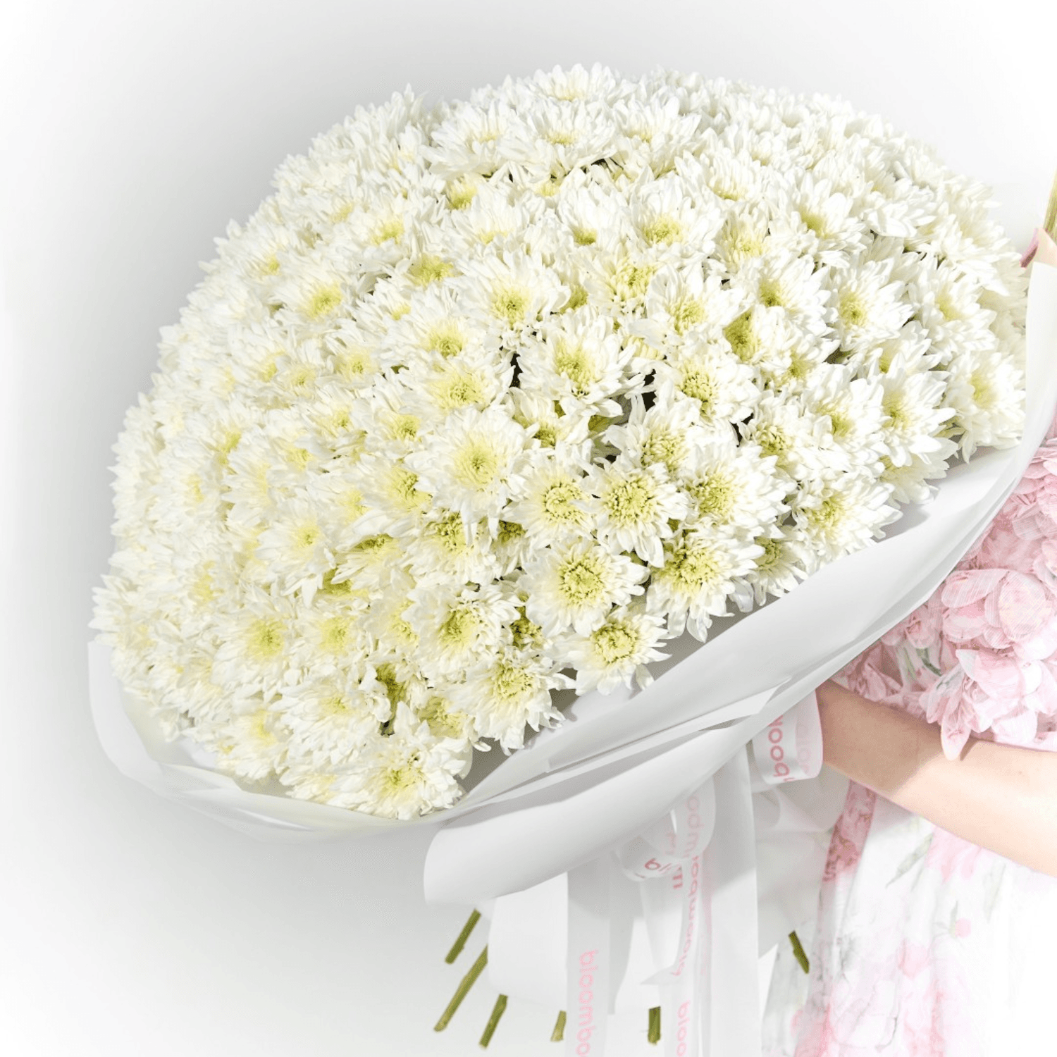 50 White Chrysanthemums Bouquet XXL – Flower Delivery